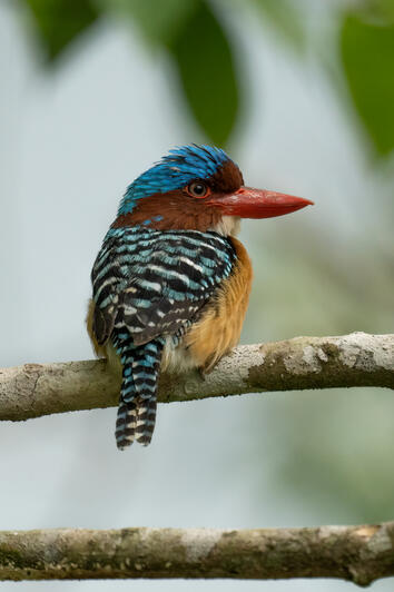 Banded Kingfisher