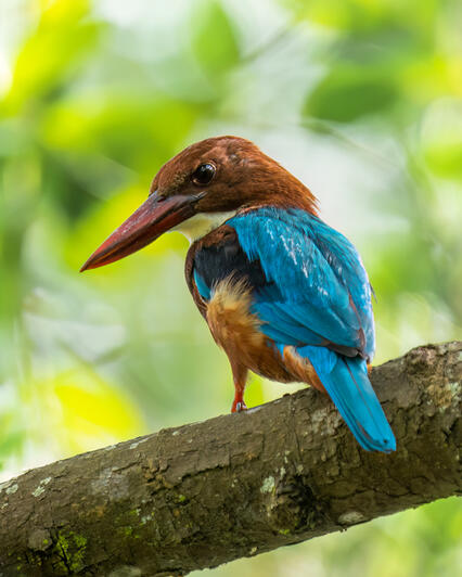 White-throated Kingfisher