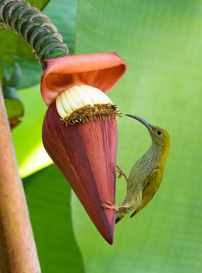 Grey-chested Spiderhunter