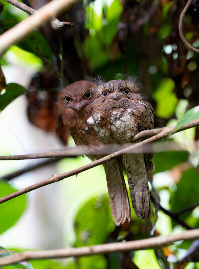 Blyth's Frogmouth