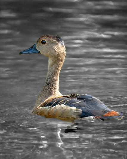 Lesser Whistling Duck